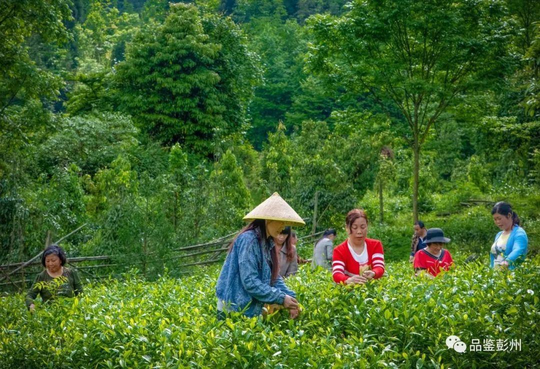 天下采彩与你同行资料旧版,产业解答解释落实_迅捷版76.7.7